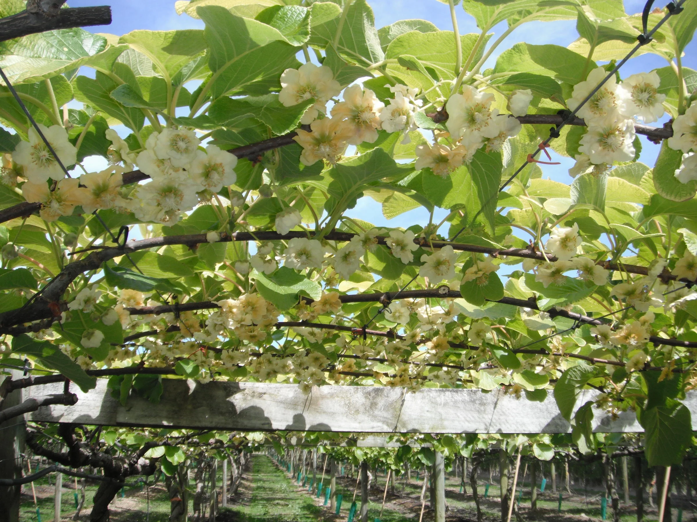 Kiwifruit.jpg
